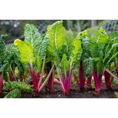 Bladbeder. Peppermint. Beta vulgaris L. var. cicla. Frø