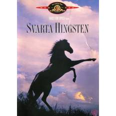 DVD - Svarta Hingsten (Francis Ford Coppola) (1979) (Beg)