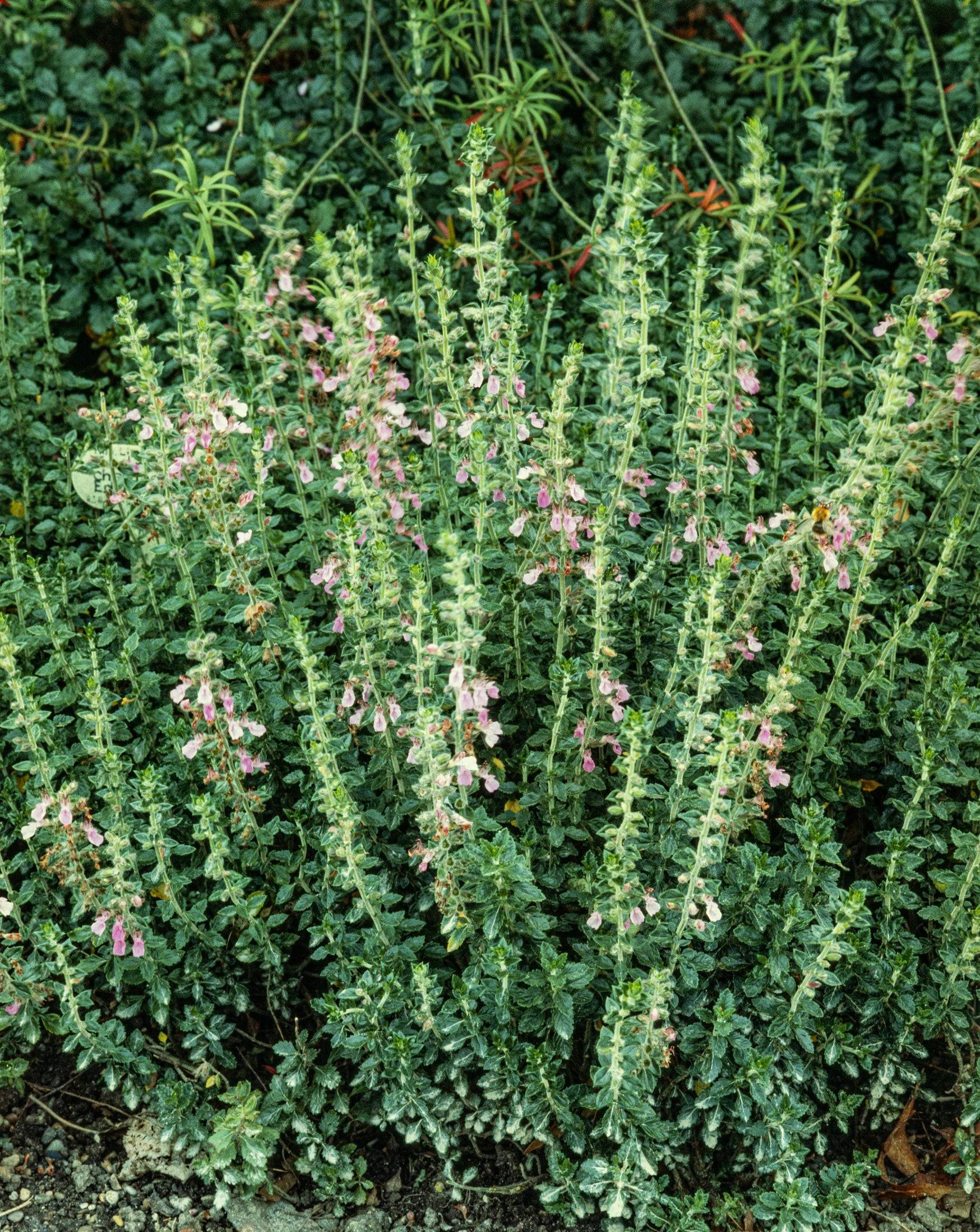 Teucrium lucidrys, 15-pack