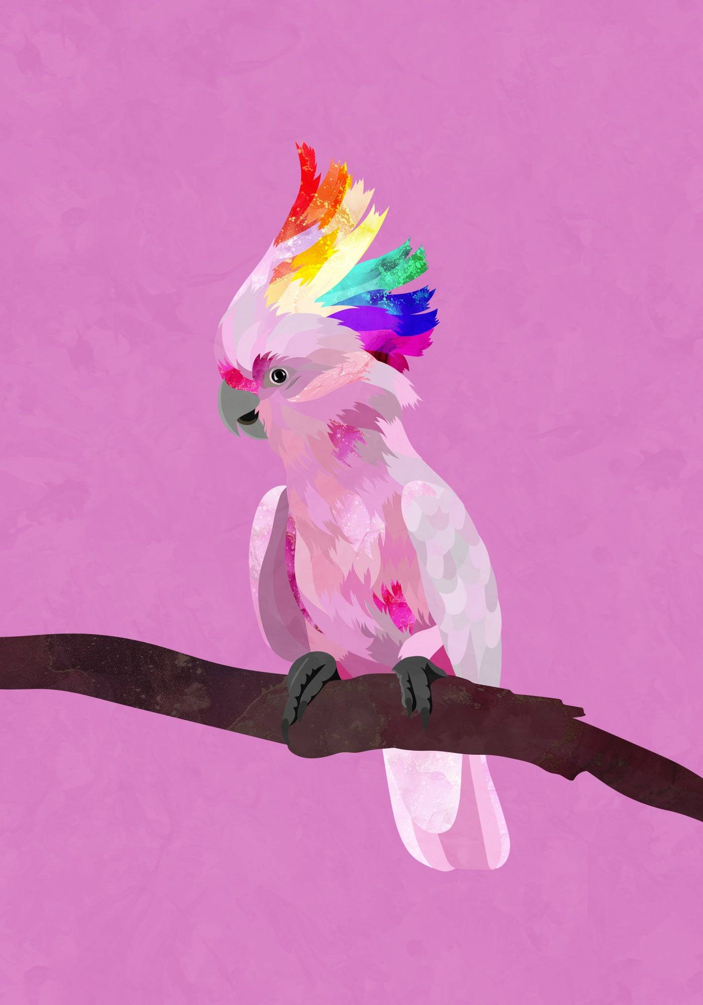 Pride Galah Poster och Canvastavla - Poster / 50x70 cm