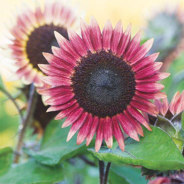 Solros Ms Mars, sommarblommor, fröer Blomfröer
