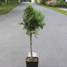 Thuja (Thuja occidentalis 'Brabant') Opstammet 50 cm