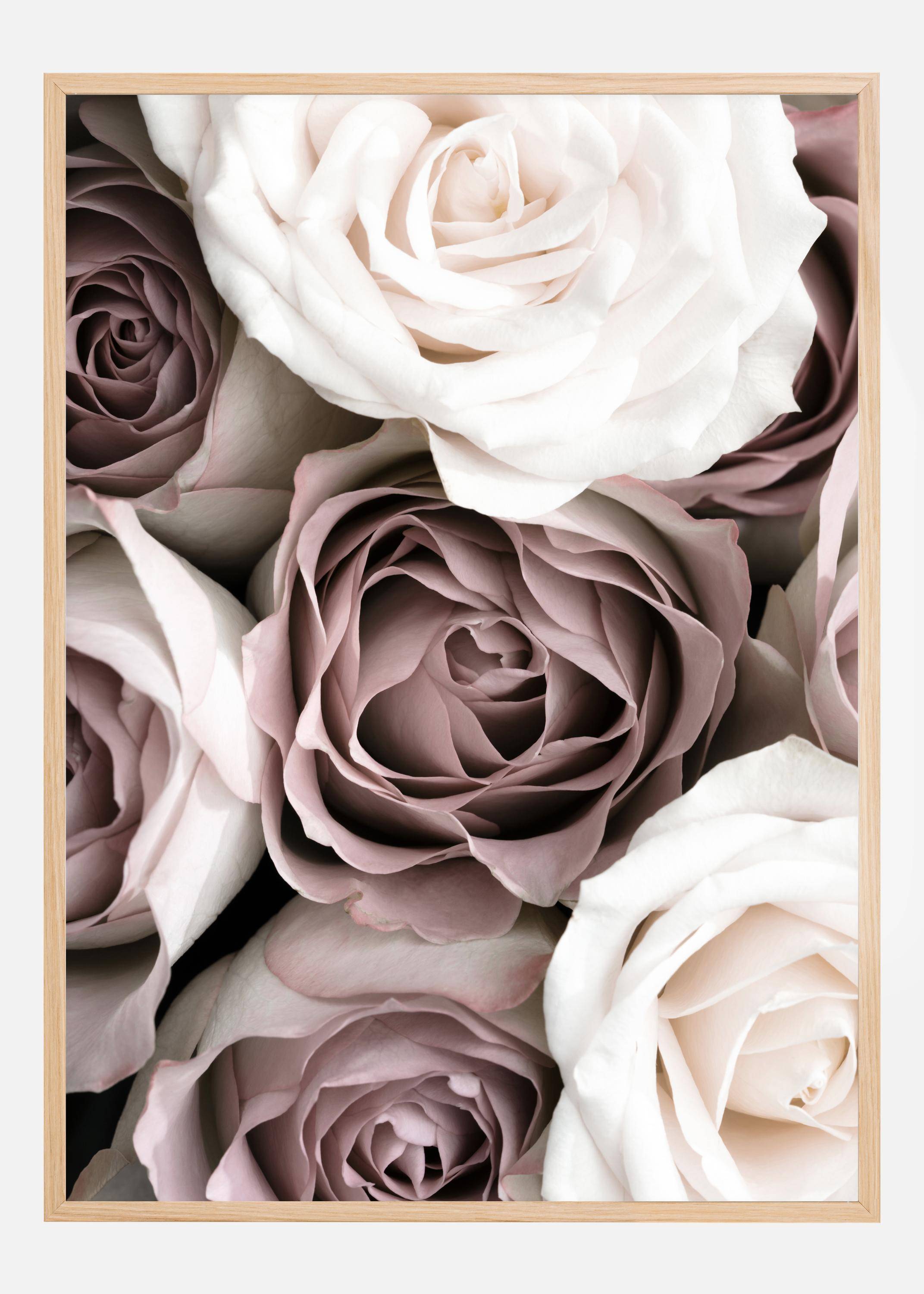 Roses Poster (30x40 cm)