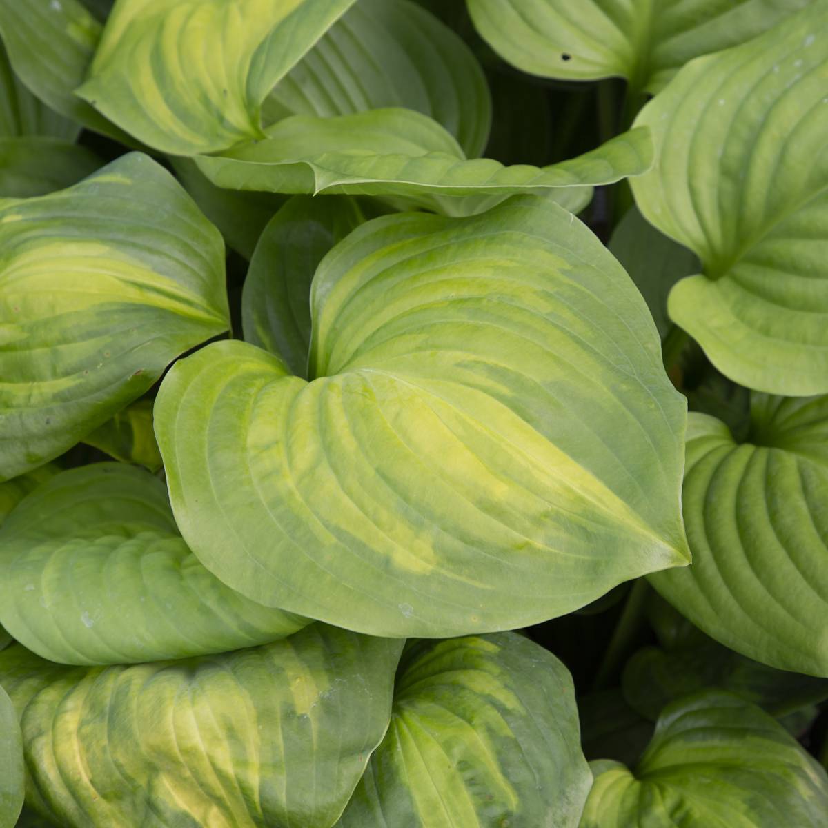 Funkia - Hosta hybr. Avocado (Krukstorlek: 0,5-1L)