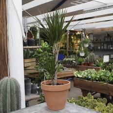Drageblodstræ (Dracaena 'Marginata') 2 stammer - Højde 60-80 cm