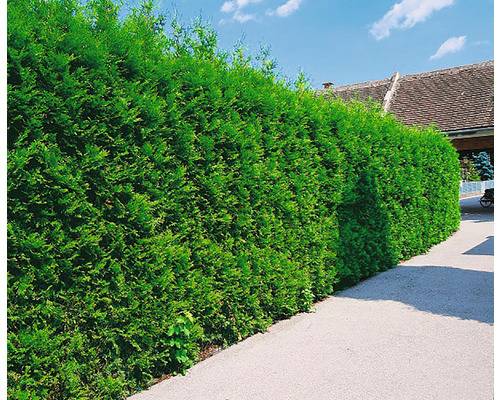 Tuja OMNIA GARDEN Thuja occidentalis 'Brabant' 100-125cm 10-pack