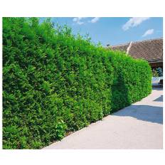 Tuja OMNIA GARDEN Thuja occidentalis 'Brabant' 100-125cm 10-pack