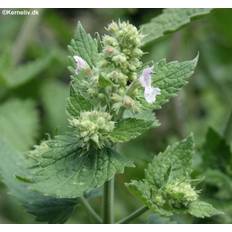 Nepeta cataria ssp. citriodora, Citron Katteurt