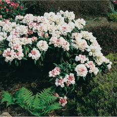 Rhododendron Koichiro Wada Rosavit 20-25Cm Krukodlad 5-Pack