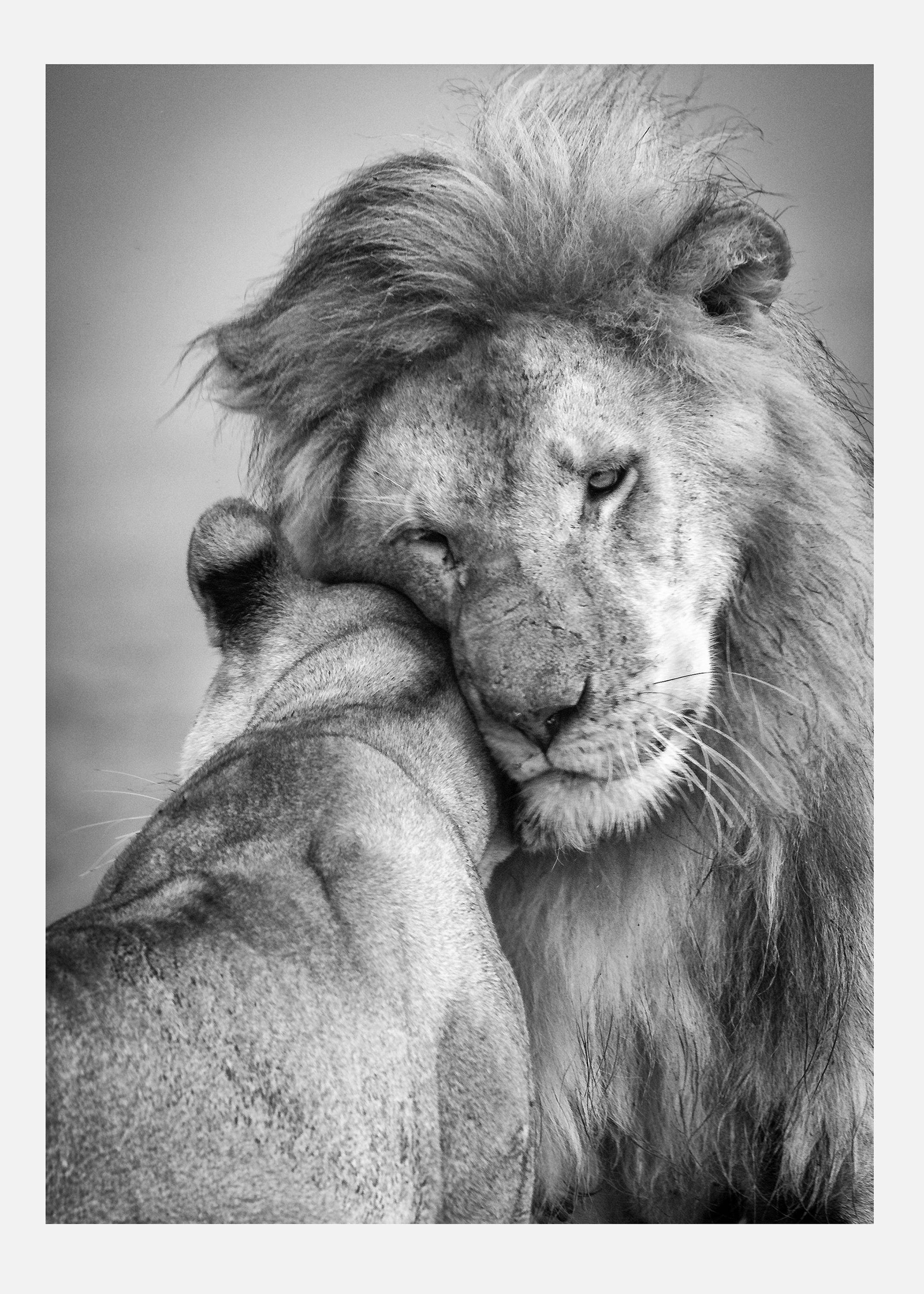 African Love! Canvastavla (70x100 cm)