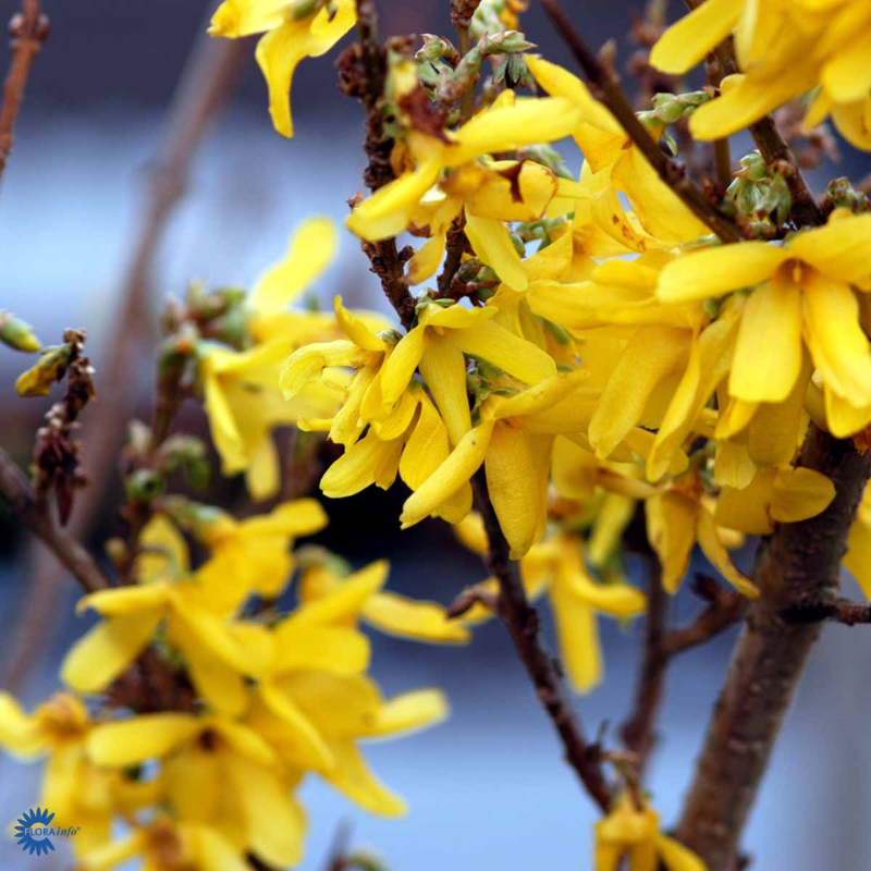 Vårguld (Forsythia intermedia 'Mikador') 40-60 cm