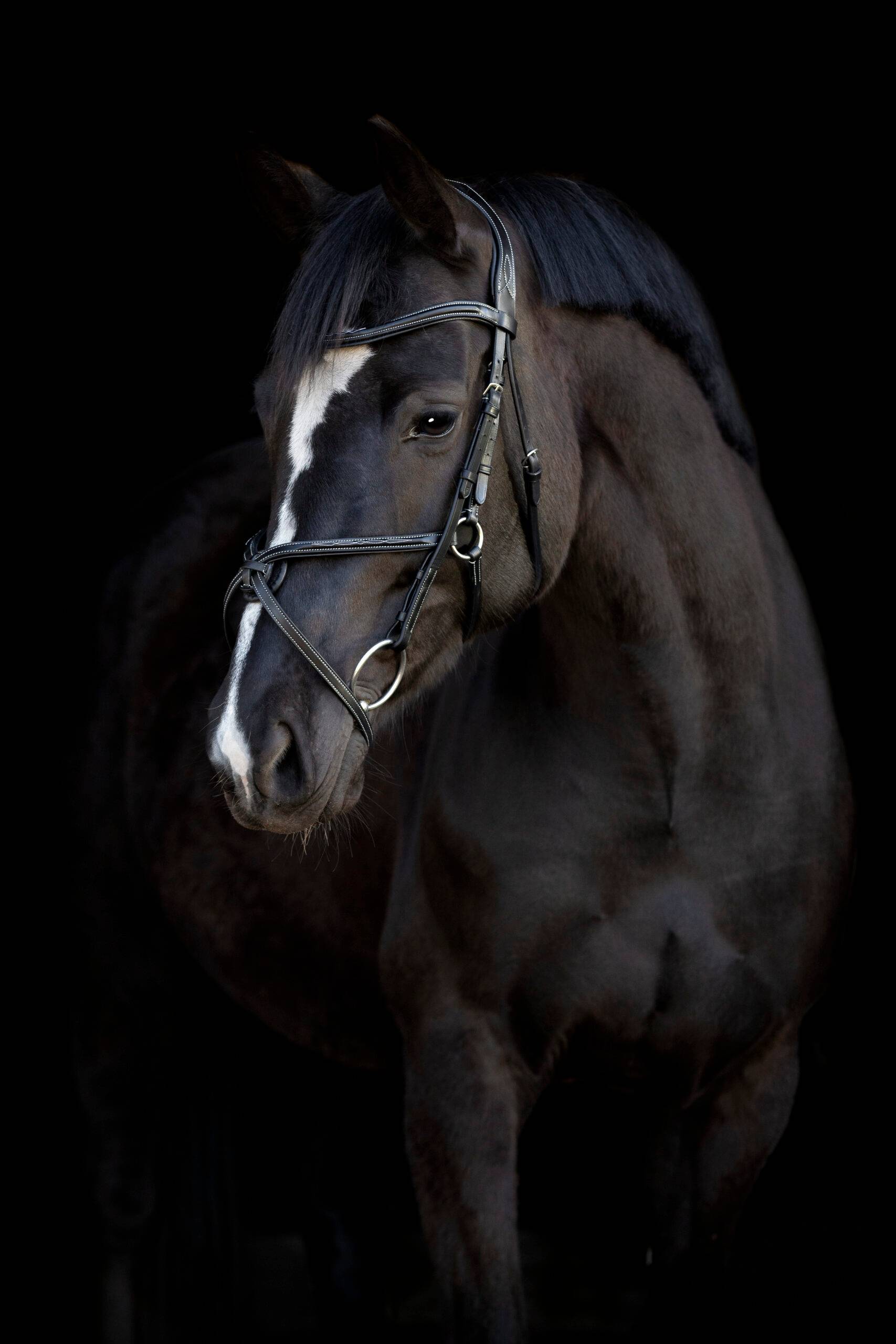 Catago Mexican nosgrimma - Brun , Pony