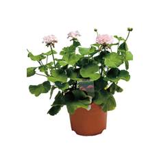 Pelargonium 'Dronning Ingrid' 21 cm potte (På lager i butik)