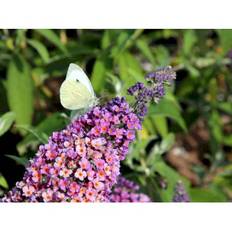 Buddleja Davidii 'Flower Power'