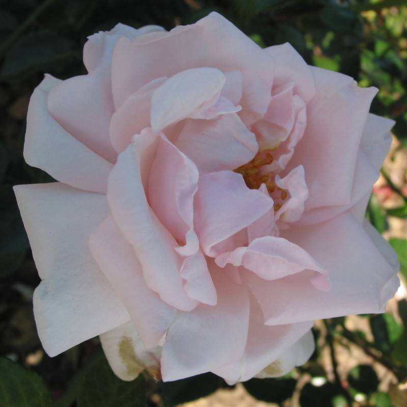 Rose New Dawn - Slyngrose / Barrods.