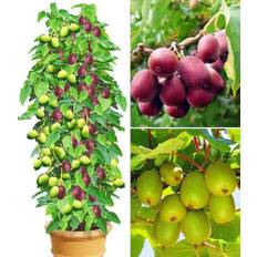 BALDUR Garten DUO-Kiwi-Turm-Kollektion, 1 Kens Red + Befruchter Nostino und 1 Issai Pflanzen Actinidia arguta winterhart, reiche Ernte an großen Früchten
