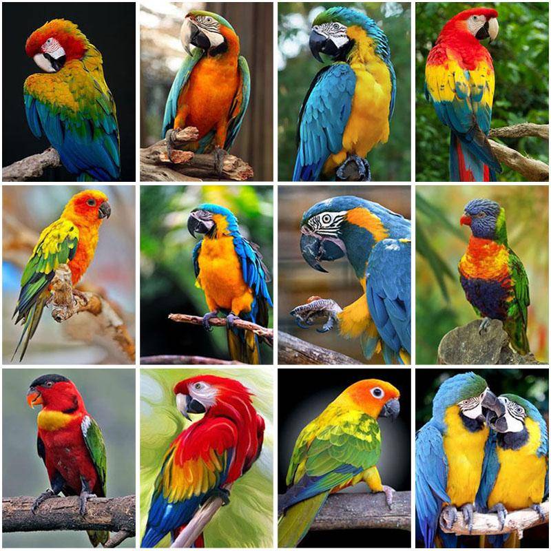 DIY 5D Diamond Målning Hela runda borrparrotklistermärken Mosaik korsar Stitch Animal Brodery Bird Home Decor Wall Art Gift