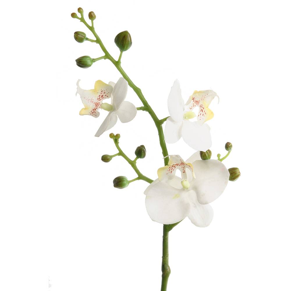 Phalaenopsis Kvist Vit - 50 cm
