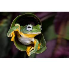 Fotografi Flying Tree Frog, Linda D Lester, 40 × 26.7 cm