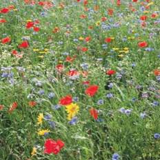 Blomsterblanding frø 'Vilde blomster' - 50g / 25m²