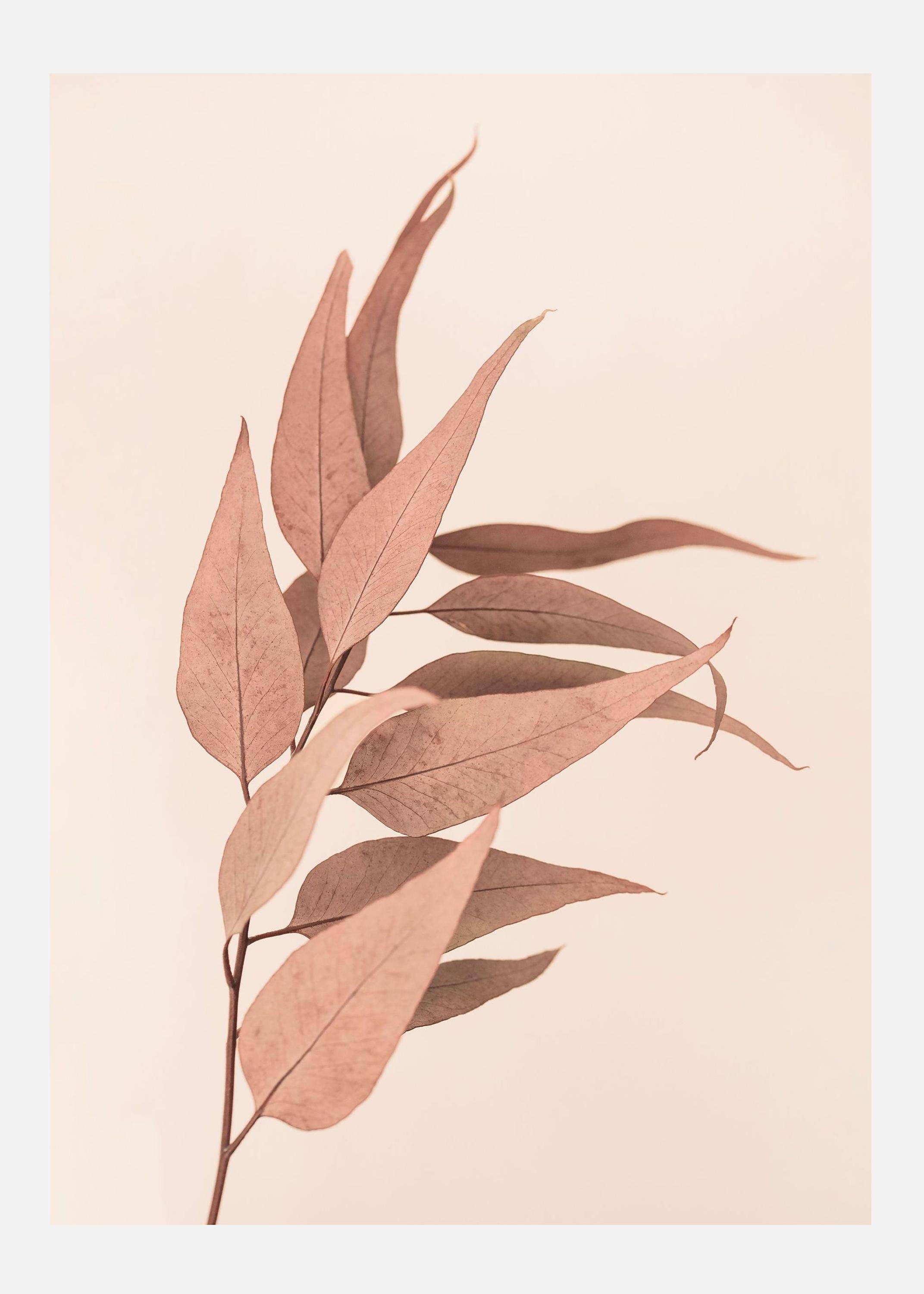Dried Eucalyptus Canvastavla (70x100 cm)