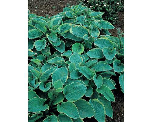 Daggfunkia OMNIA GARDEN Hosta sieboldiana 'Frances Williams' 3-pack
