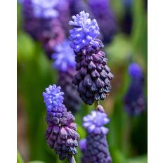 Perlehyacint, Muscari 'Latifolium' - 10 stk blomsterløg