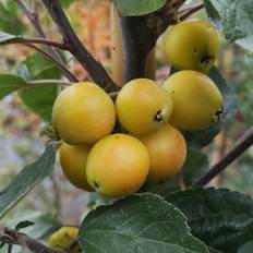Paradisæble Golden Hornet 80-120 cm. - Malus hybrid Golden Hornet