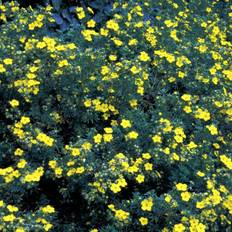 Buskpotentil Hæk (Potentilla fruticosa 'Goldfinger') 40-60 cm