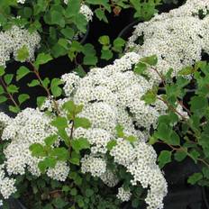 Sibirisk Spirea (Storlek: busk C3,5)