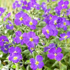 Aubrietia