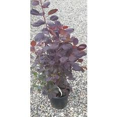 Parykbusk 'Royal Purple'