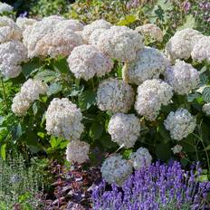 Vidjehortensia (Storlek: 45-50 C3)