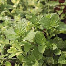 Citronmynte (Mentha x piperita var. citrata)