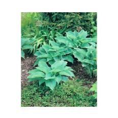 Daggfunkia OMNIA GARDEN Hosta sieboldiana 6-pack