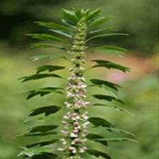 Motherwort – Leonursus cardiaca -Hjärtstilla