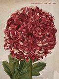 Poster vintage Krysantemum, 18x24 cm