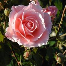 Rose "Queen Elisabeth"