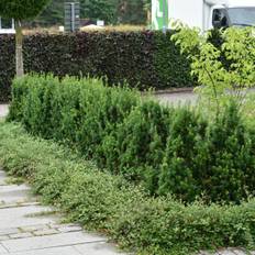 Hybrididegran (Storlek: 25-30 C2)