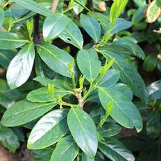 Laurbærkirsebær (Prunus laurocerasus 'Novita') Opstammet Espaliertræ 180 cm - Svævende hæk