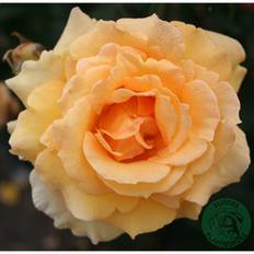 Buskros Sissel Renaissance Barrot Gul 5-Pack