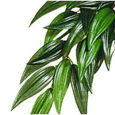 Plastväxt Rucus L, Exoterra