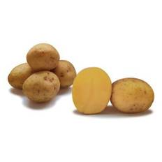 Sättpotatis Stubbetorp Dior Tidig 1Kg