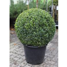 Buksbom Kugleformet (Buxus sempervirens) Ø 70-80 cm