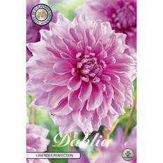 Dekorativdahlia, Lavender Perfection 1 st