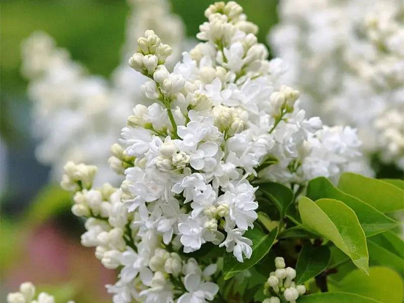 Syringa Vulgaris Mme. Lemoine 5 L Potte