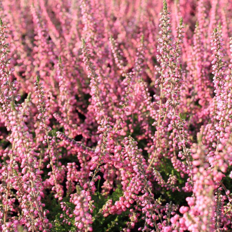 Efterårslyng (Calluna vulgaris 'Jana')