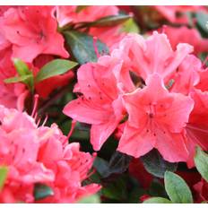 Japansk Azalea