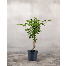 Kiwiberry, Actinidia arguta - 60-80 cm