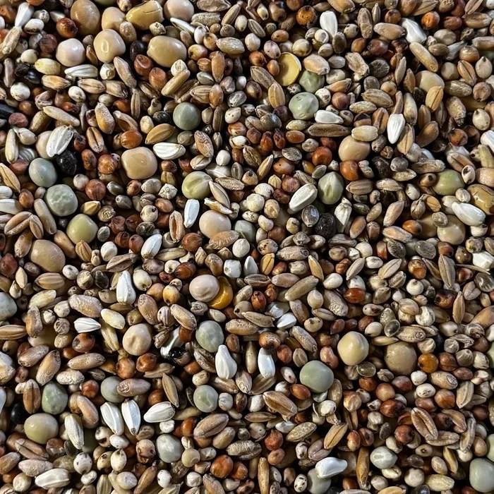 DoviX duvblandning för kortnäbbade rasduvor (1,6–20 kg)